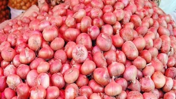 পেঁয়াজের বাম্পার ফলন, দাম না পেয়ে হতাশ চাষিরা